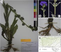 Campanula cervicaria L, a new record to the Mongolian flora: A ...