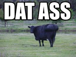 Cows on Pinterest | Calves, Meme and Funny Cows via Relatably.com