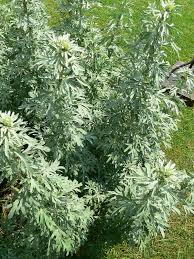 Artemisia absinthium - Wikipedia