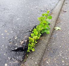Image result for plant through asphalt