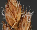 Carex duriuscula (Needleleaf Sedge): Minnesota Wildflowers