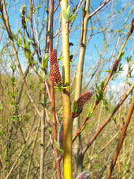 Salix purpurea - Wikipedia