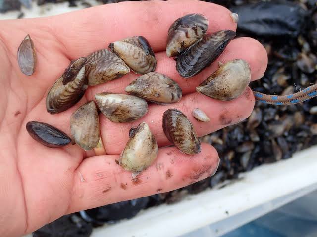 Invasive Species Alert for Quagga mussel - National Biodiversity Data Centre