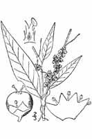 Knotweed Dodder (Cuscuta polygonorum) - Wisconsin DNR