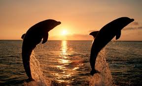  7 dolphin in the sunset wallpapers