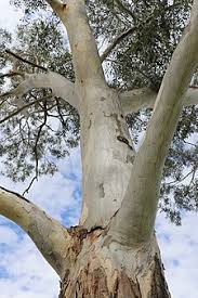 Image result for Eucalyptus parramattensis parramattensis