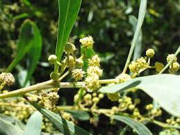 Acacia retinodes Calflora