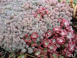 Sedum hispanicum | California Flora Nursery