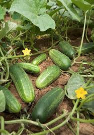 Cucumber - Wikipedia