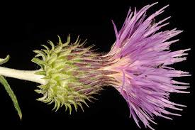 Ptilostemon Cass. | Plants of the World Online | Kew Science