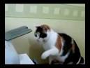 Drole de chat a l imprimante -