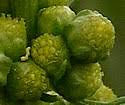 Artemisia biennis (Biennial Wormwood): Minnesota Wildflowers