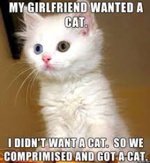 Memes on Pinterest | Kitty, Cat and Meme via Relatably.com