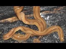 Image result for platyhelminthes