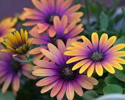 Image of African Daisy flower