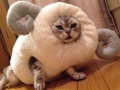 Image result for animals dressed up as sheep