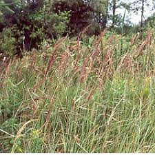 Calamagrostis epigejos (feathertop reed grass): Go Botany