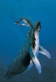Image result for whale calf