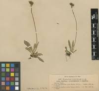 Edit History: Syntype of Hieracium niphobium Nägeli & Peter f ...