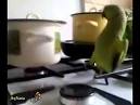 pictures of 2 parrots singing and talking snoopy doll