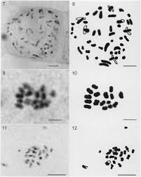 Chromosome Numbers of Flowering Plants from Calabria, S Italy, II