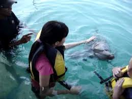 Hasil gambar untuk dolphin tour bali