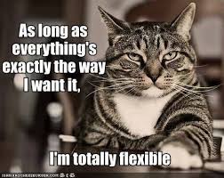 Totally flexible cat meme | Quotes | Pinterest | Cat Memes, Cat ... via Relatably.com