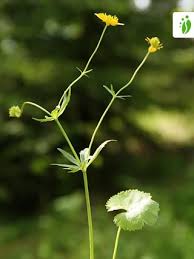Ranunculus fallax, Ranunculus fallax - Flowers - NatureGate
