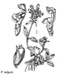 Sp. Alchemilla venulosa - florae.it