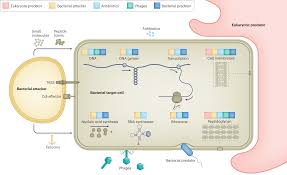 Bacterial Defenses: Mechanisms, Evolution, and Antimicrobial Resistance