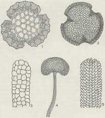 Dimorphism and Monomorphism in the Plumbaginaceae: II. Pollen ...