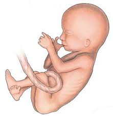 Resultado de imagen de desarrollo fetal