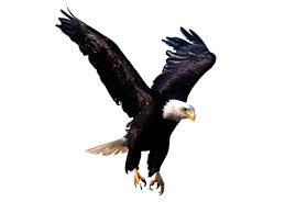 Výsledok vyhľadávania obrázkov pre dopyt eagle