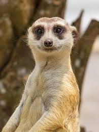Thanks to wildlife documentaries and a ubiquitous series of TV ads, the meerkat has become something of a media star. Behind the cute portrayals, however, ... - meerkat%40body