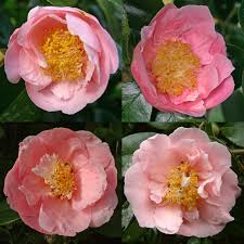 Image result for Camellia japonica
  ( Hana-fuki Variegated Camellia )