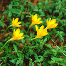 Sternbergia - lutea - Autumn Daffodil