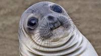 Awkward Moment Seal: Template Images Gallery | Know Your Meme via Relatably.com