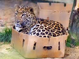 Image result for cat in a box