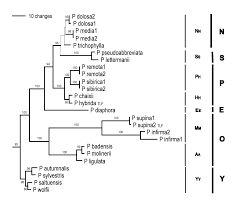 Phylogeny and Reticulation in Poa Based on Plastid trnTLF and ...
