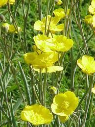 Ranunculus gramineus - Wikipedia