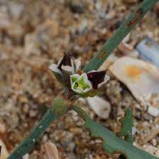 Polygonum oxyspermum | Online Atlas of the British and Irish Flora