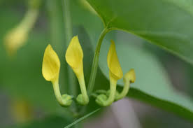 Aristolochia clematitis - Wikipedia