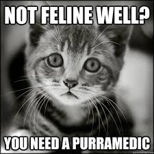 Not feline well? You need a Purramedic - sad your sick kitten ... via Relatably.com