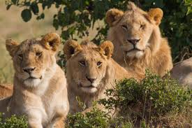 Image result for lions