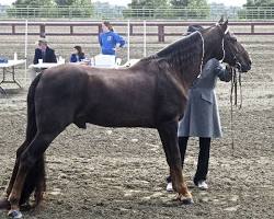 Image of Tennessee Walking Horse
