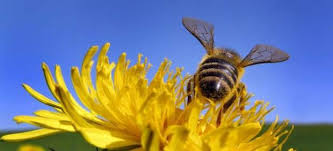 Las abejas están, oficialmente, en peligro de extinción