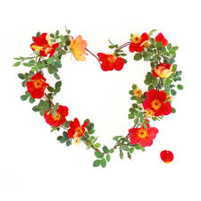 Rosa Foetida Bicolor, the Perfect Valentine - Rose Notes