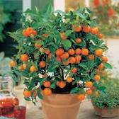 Image result for miniature mandarin