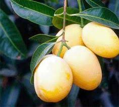 Image result for yellow mango tree