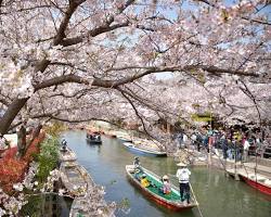 柳川水鄉櫻花的圖片